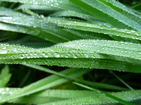 Bahama Grass