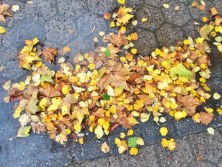 gemischtes nasses Herbstlaub am Boden im Regen