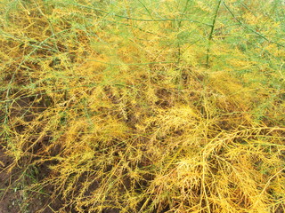 feuchte gelb-gruene Spargel-Pflanzen im Herbstregen