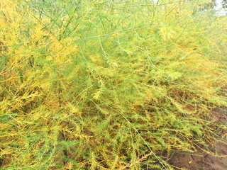 feuchte gelb-gruene Spargel-Pflanzen im Herbstregen