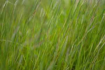 Blurred of natural green leaves background/