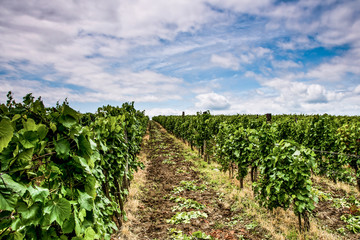 Fototapeta na wymiar vineyard and blue sky background
