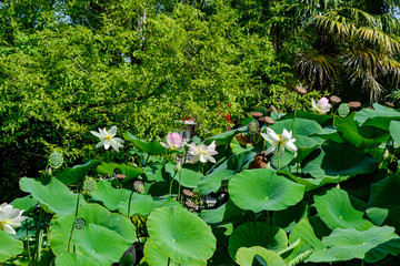 Seerosen / water lilies / Meer von Seerosen / Palmenmeer / Zoo Punta Verde in Lignano (Italien) Naturpark / Naturschutz