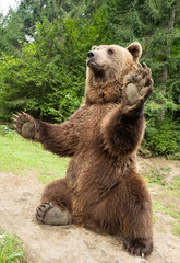 bear stands on its hind legs
