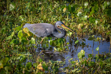 Tri-colored heron standing in a wetland