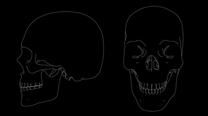 drawing of skeleton skull in black and white