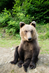 Fototapeta na wymiar A bear sits on earth in a forest.