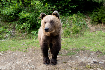 Obraz na płótnie Canvas Brown bear stands on the background of the forest.