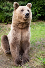 Obraz premium A bear sits on earth in a forest.
