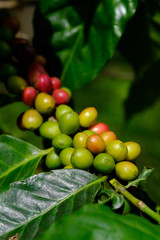 fresh coffee bean in the garden