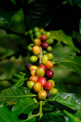 fresh coffee bean in the garden