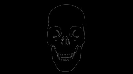 drawing of skeleton skull in black and white