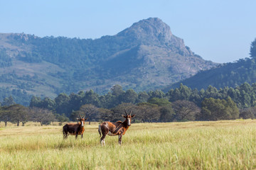 Fototapeta na wymiar Two Blesbuck in Mlilwane wildlife sanctuary scenery , Swaziland ; specie Damaliscus pygargus phillipsi family of bovidae