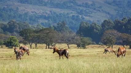 Fototapeta na wymiar Group of Blesbuck in Mlilwane wildlife sanctuary scenery , Swaziland ; specie Damaliscus pygargus phillipsi family of bovidae