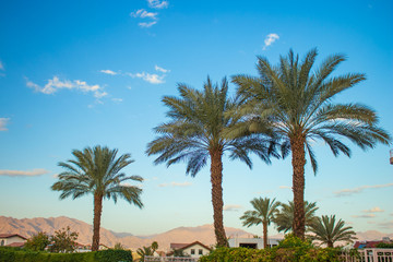 USA California suburban city district southwest urban scenic view summer season time with palm trees and cottages on blue sky background with empty copy space for your text 