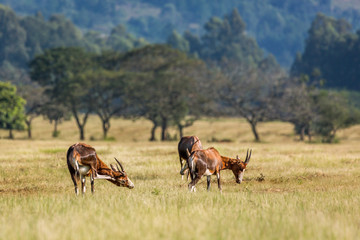 Blesbuck in Mlilwane wildlife sanctuary, Swaziland
