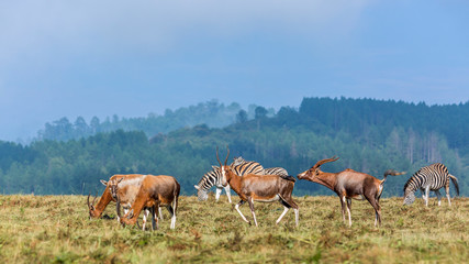 Blesbuck and plain zebras in Mlilwane wildlife sanctuary, Swaziland