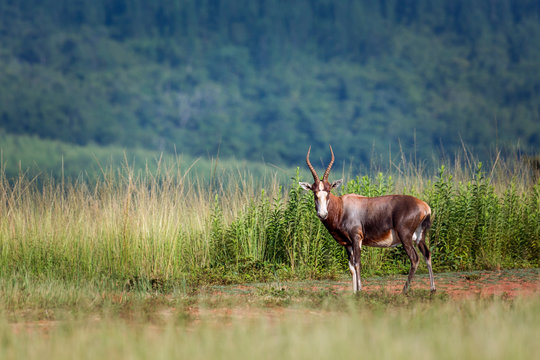 Blesbuck In Mlilwane Wildlife Sanctuary, Swaziland