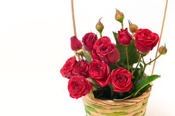 Bouquet of red roses is in wooden basket on a white background. Flowers are horizontal close-up