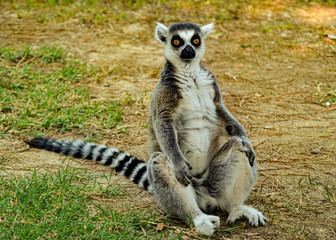 Naklejka na ściany i meble Lemuren / Affen / Äffchen im Zoo Punta Verde Lignano (Italien) / Madagaskar / Lemuren / lemur / Naturschutz / Artenschutz / Tierschutz