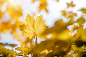 Autumn background-yellow maple leaves in the city Park