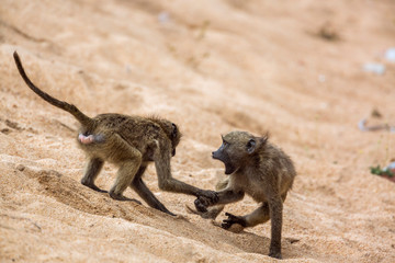 Chacma baboon in Kruger National park, South Africa
