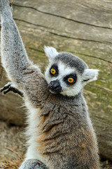 Lemuren / Affen / Äffchen im Zoo Punta Verde Lignano (Italien) / Madagaskar / Lemuren / lemur / Naturschutz / Artenschutz / Tierschutz