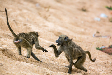 Chacma baboon in Kruger National park, South Africa