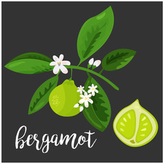Vector illustration of bergamot twig and fruit