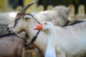 Goose and goat on a farm
