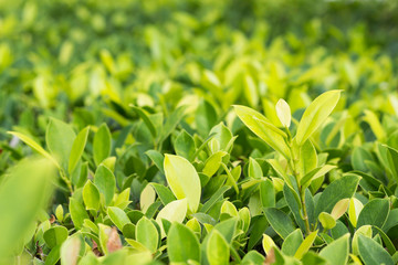 Background with soft focus green leaves of plants. Garden, botany concept. Close-up, copy space