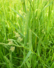 Blooming grass on green meadow.  Wild grass with flower in bloom. Reeds of bright green grass. Allergy concept - grass flowers.             