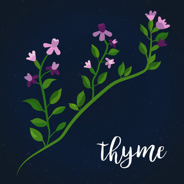 Vector illustration of thyme twig Culinary herb