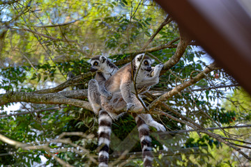 Lemuren / Affen / Äffchen im Zoo Punta Verde Lignano (Italien) / Madagaskar / Lemuren / lemur / Naturschutz / Artenschutz / Tierschutz