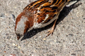 House sparrow foraging for food. Calgary Zoo, Calgary, Alberta, Canada