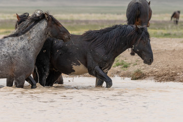 Fototapeta premium Wild Horses at a Utah Desert Waterhole