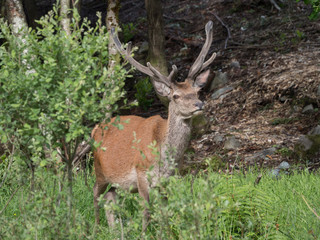 Cerf élaphe (Cervus elaphus) mâle avec bois.