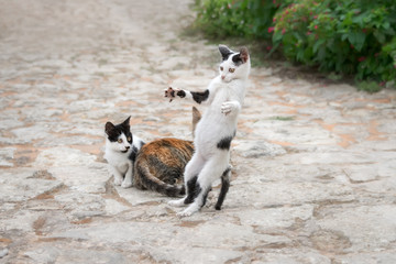 Funny cat kitten, white with black patches, playing and standing on hind legs with wide spread...
