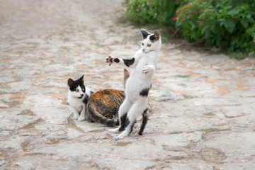 Funny cat kitten, white with black patches, playing and standing on hind legs with wide spread arms, Crete, Greece