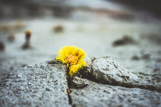yellow flower growing in cracked land climate change global warming
