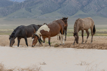 Wild Horses at a Utah Desert Waterhole