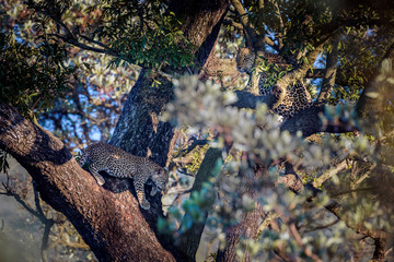 Leopard in Kruger National park, South Africa
