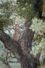 Leopard in Kruger National park, South Africa