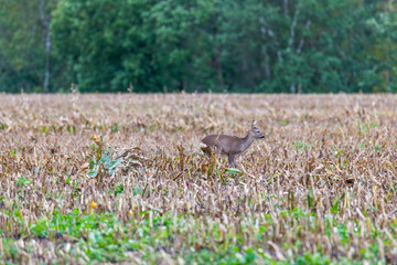 Obraz na płótnie Canvas A deer was disturbed by a dog owner and it runs across fields thereof