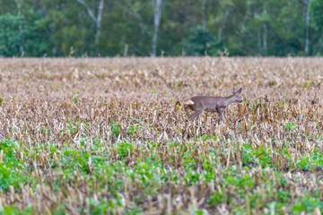 A deer was disturbed by a dog  owner and it runs across fields thereof