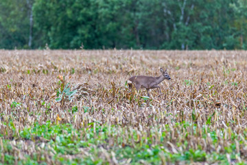 A deer was disturbed by a dog  owner and it runs across fields thereof