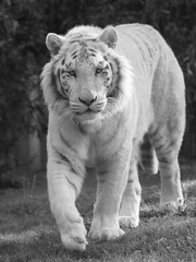 Fototapeta na wymiar Tigre blanc de face marchant