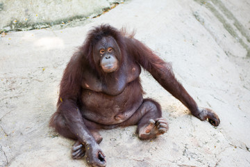 Orangutan sitting on a cement floor