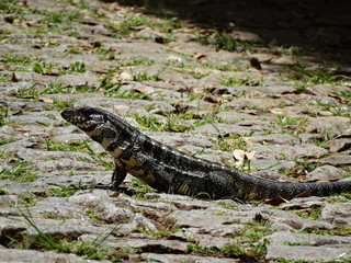 Tiú lizard in the park of mangabeiras - Belo Horizonte -MG - Brazil
