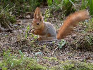 Naklejka na ściany i meble Ecureuil roux mangeant au sol dans la forêt.